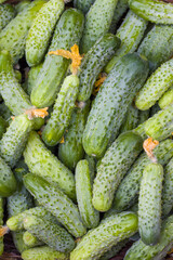 cucumbers and dried flowers background