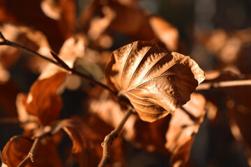 Herbstlaub in gelb und braun als Hintergrund für herbstliche Grüße, Herbstsprüche, herbsttapete	
