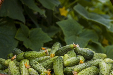 cucumbers harvest in garden