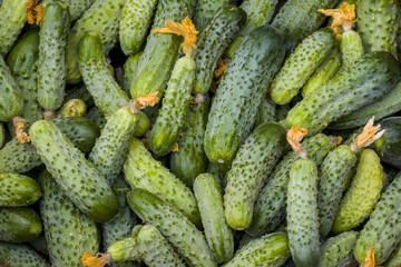 cucumbers with dried flowers background