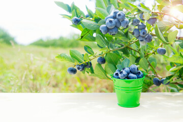 Toy bucket full of blueberries near a blueberry bush