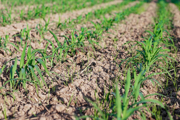 Corn sprouts are growing at the corn plantation. Selective focus image