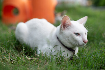 cute white cat sitting on green grass