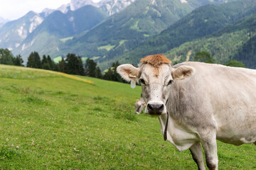 Fototapeta na wymiar Alpine gray cow. Portrait of a gray beautiful cow