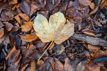 Autumn maple on the forest floor