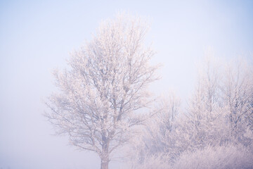 Tree covered with frost on a cold day