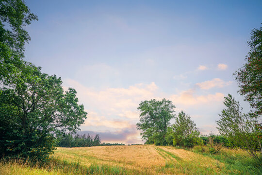 Wheat crops in a rural summer landscape