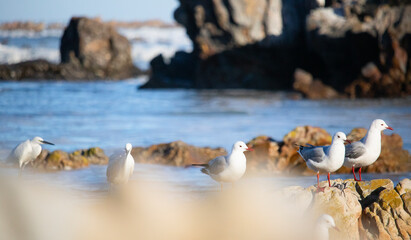 African Sea Gulls searching for food on rocks on a beachfront shore.