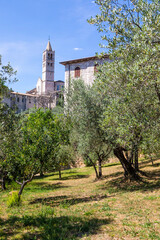 Olive trees in Assisi village in Umbria region, Italy. The town is famous for the most important Italian Basilica dedicated to St. Francis - San Francesco.