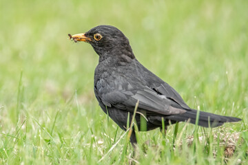 Amsel mit Insekten im Schnabel