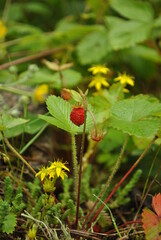 земляника, ягоды