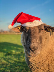 Schaf mit Weihnachtsmütze