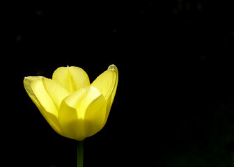 Yellow tulip in sunshine with black background
