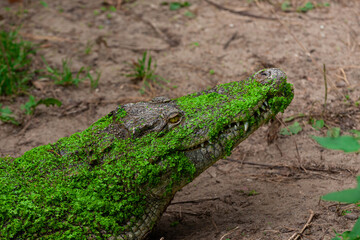 Krokodyl  © Mariusz Stoszewski