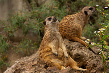 Surykatka  © Mariusz Stoszewski