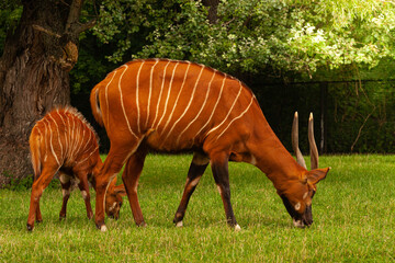 Antylopa Bongo © Mariusz Stoszewski