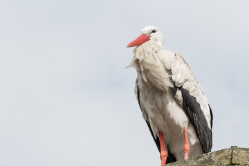 Weißer Storch mit rotem Schnabel