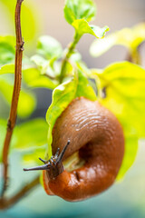 Die Schnecken sind überall, Gartenschnecke, Nacktschnecke
