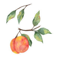 Watercolor illustration with fruit, a large juicy peach with branches of leaves on a white background. Botanical illustration for fabrics, packaging, postcards, posters