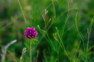 purple flower in the garden