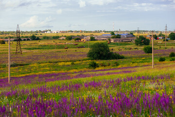 rustic landscape with flowering sage and cows on the background