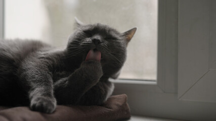 Gray cat cleaning himself on a windowsill