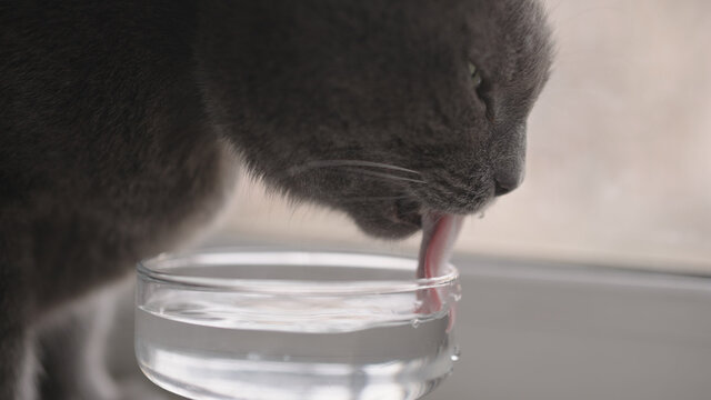 Shot of gray cat drinking fresh water from glass goblet on a windowsill  Stock Photo | Adobe Stock