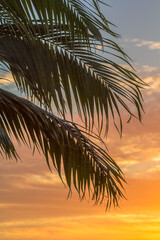 Fototapeta premium Palmes sur fond de soleil couchant 