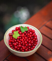 Red currant in the pot in the garden