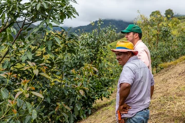 Foto op Canvas two farmers inspecting avocado crop in the mountains of colombia © HugoAlejandro