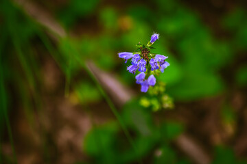 マクロ撮影したサルビアキネンシス