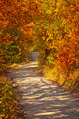 Fototapeta na wymiar Nice autumnal scene in the forest