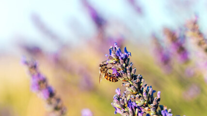 close up of lavender flowers