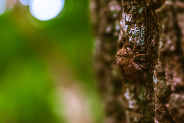 マクロ撮影した蝉の抜け殻