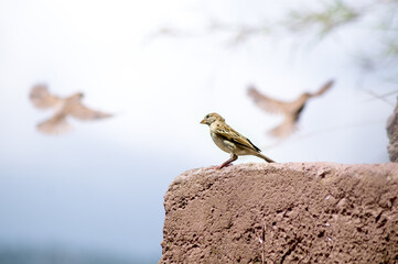 Closeup shot of a greater short-toed lark perched on a stone surface on a blurred background