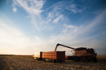 Fototapeta premium Harvesting with the help of agricultural machinery