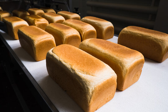 Loafs of bread in a bakery on an automated conveyor belt
