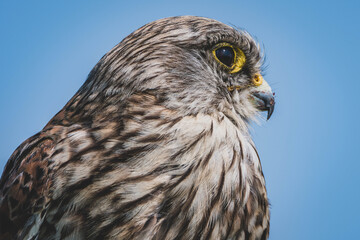 Turmfalken Berliner Flughafen Tempelhof