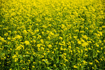 Fototapeta premium Mustard flower field yellow colors a lovely summer day