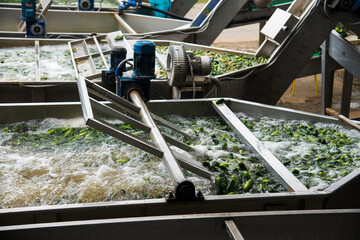 An industrial line for processing and preserving cucumbers