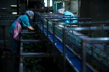 An industrial line for processing and preserving cucumbers