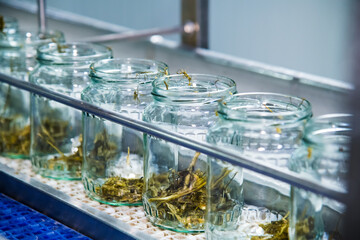 An industrial line for processing and preserving cucumbers