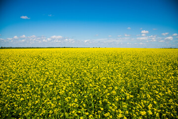Mustard flower field yellow colors a lovely summer day