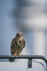 Turmfalken Berliner Flughafen Tempelhof