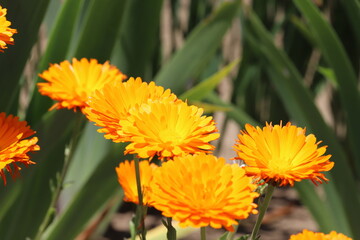 春の公園に咲くキンセンカのオレンジ色の花