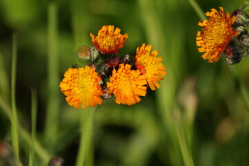 orange hawkweed blossom on the meadow