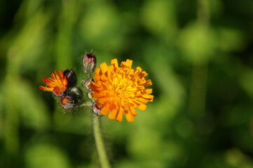 orange hawkweed blossom on the meadow