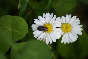 Obraz premium Assel on a daisy flower