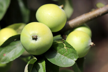 Green apples growing on a tree in summer garden. Ripening fruits hanging on branch with leaves in sunny day