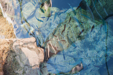 Fish swim in the blue sea, nature stones